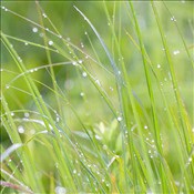 Botanical Prairie-Grass_5106